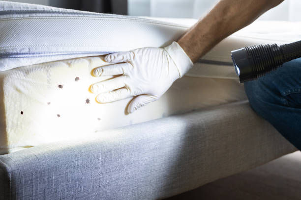 Best Affordable Pest Control Services  in Kiawah Island, SC