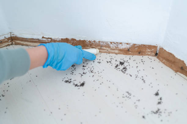 Reliable Kiawah Island, SC Pest Control Solutions